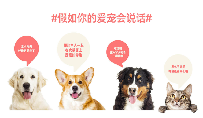 假如你的宠物会说话